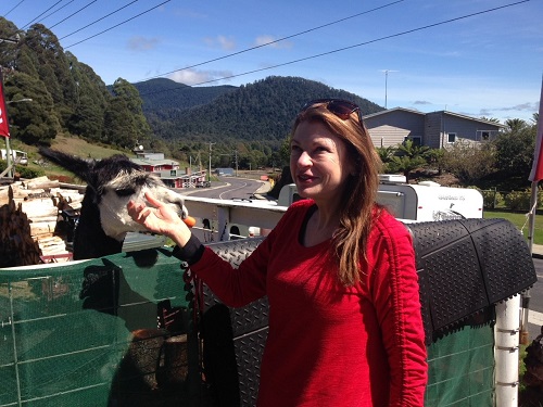 Jude Walsh stands beside a llama