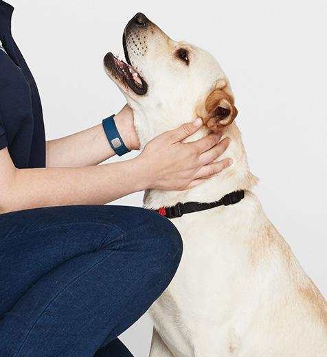 Seeing Eye Dog looking up at person giving it a pat